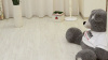 LVT Ламинат Decoria Mild Tile 2/42 DW 1321 Дуб Морэ 950x184